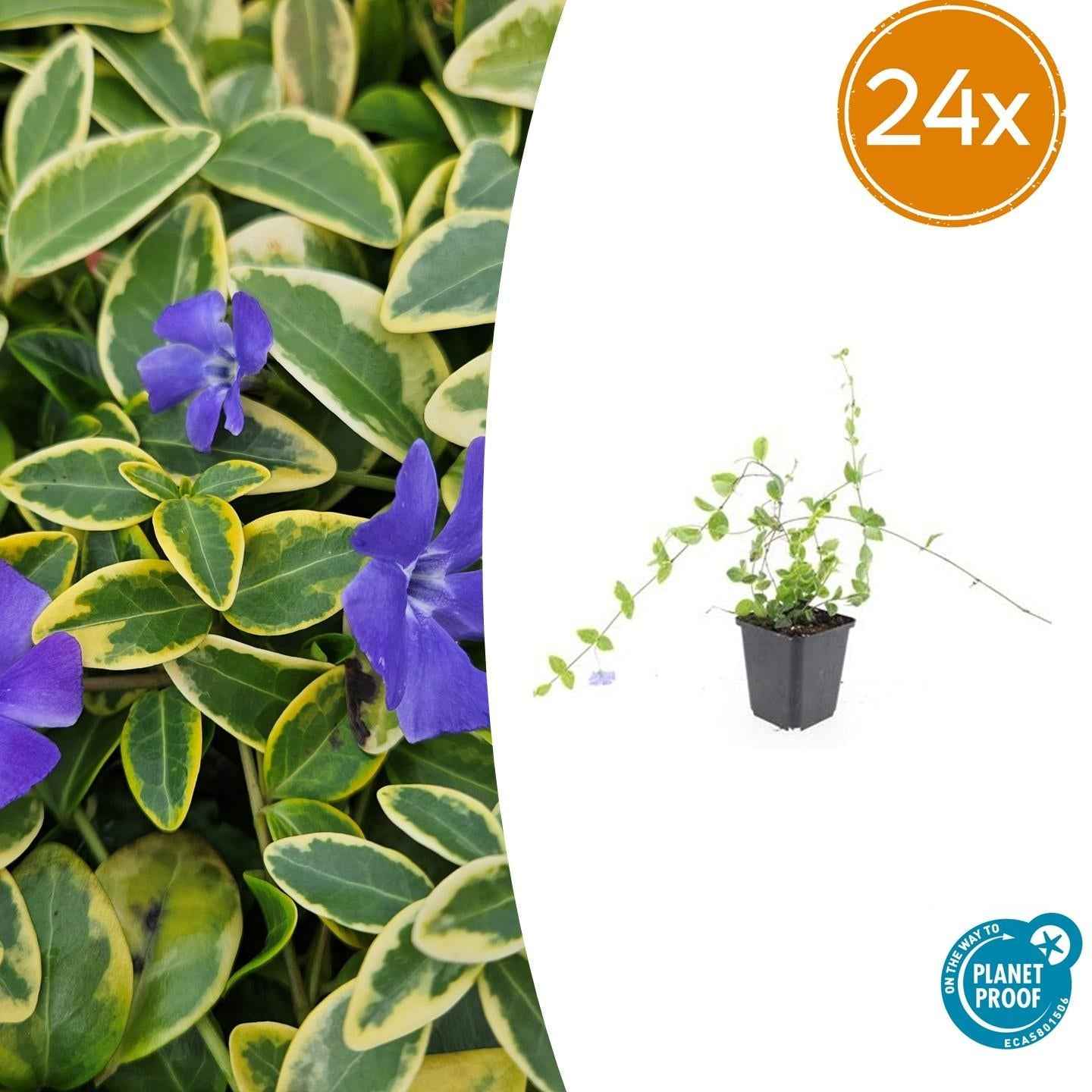Image of Vinca minor 'Blue and Gold' – Blau-lila Blüten – Goldgelbe Blätter – 10–25 cm – Ø9 cm – Schattentolerant & pflegeleicht-2