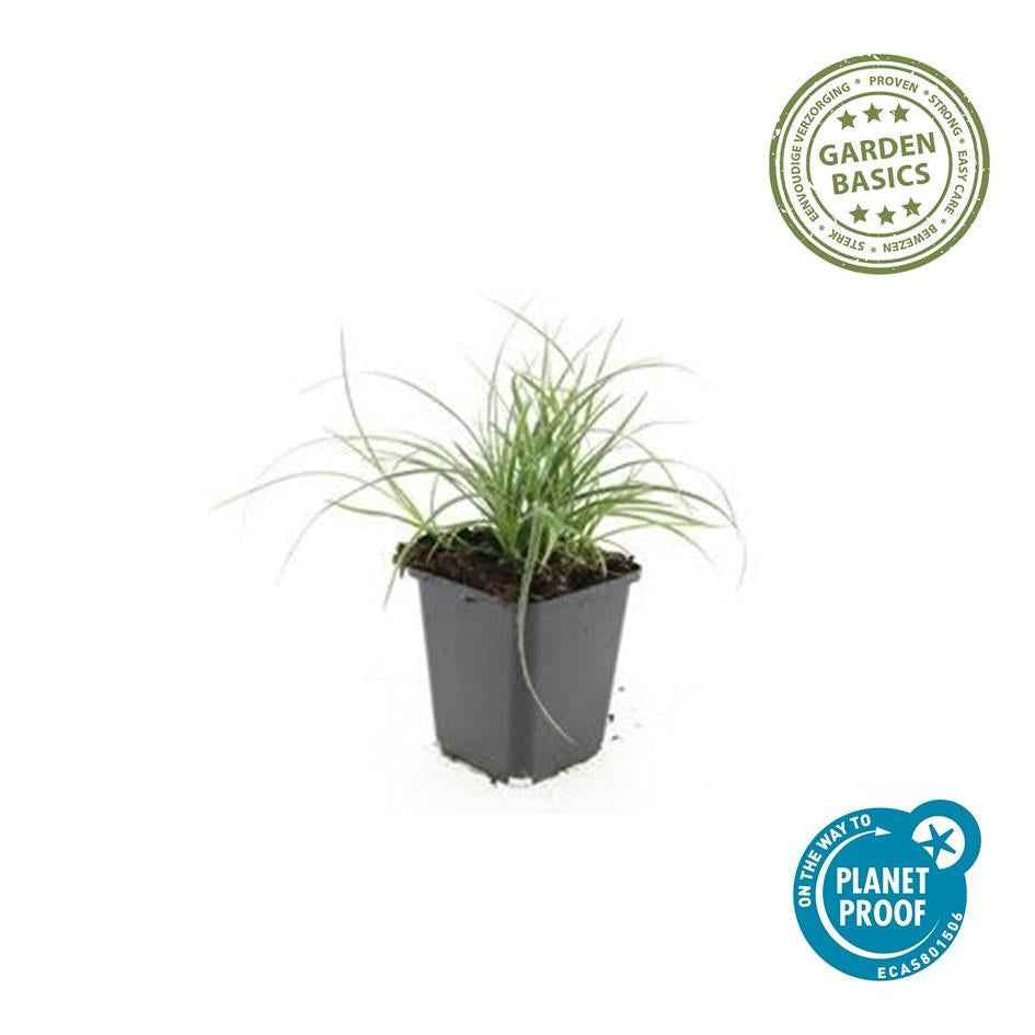 Image of Schneeweiße Hainsimse Luzula nivea – ↕10-25cm – Ø9cm – Schattige Beete & Steingarten