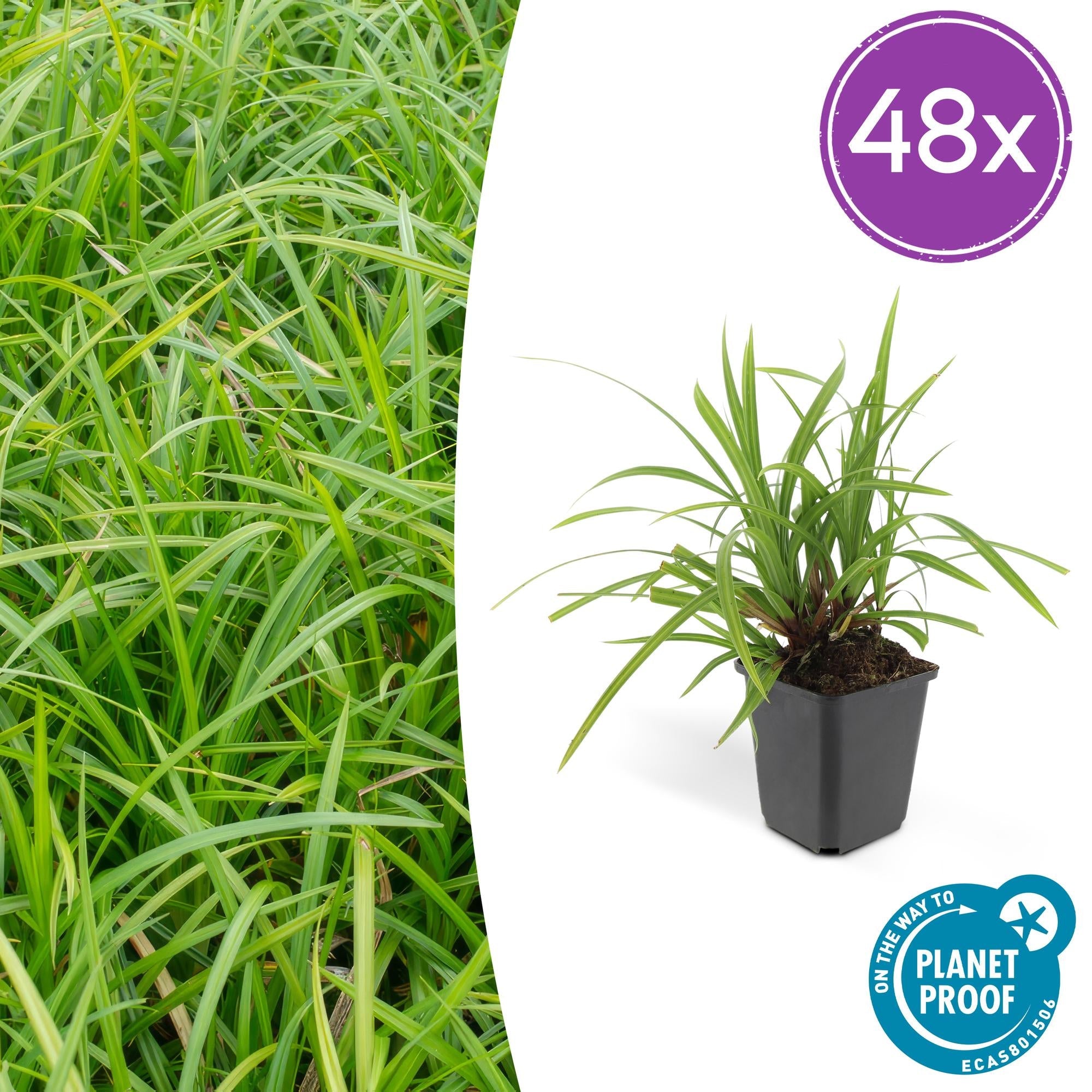 Image of Grünblättrige Segge Carex morrowii 'Irish Green' – ↕10-25cm – Ø9cm – Immergrün – Pflegeleicht – Schattentauglich-6