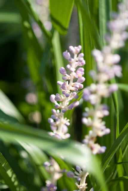 Image of Glöckchentraube Liriope muscari 'Moneymaker' – ↕10-25cm – Ø9cm –, Violette Blüten, Pflegeleicht-1