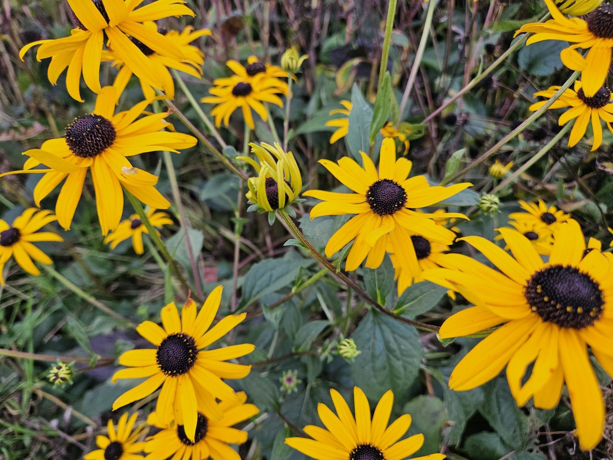 Image of Leuchtender Sonnenhut Rudbeckia fulgida 'Goldsturm' – ↕10-25cm – Ø9cm – Gelbe Blüten – Bienenfreundlich – Pflegeleichte Staude-5