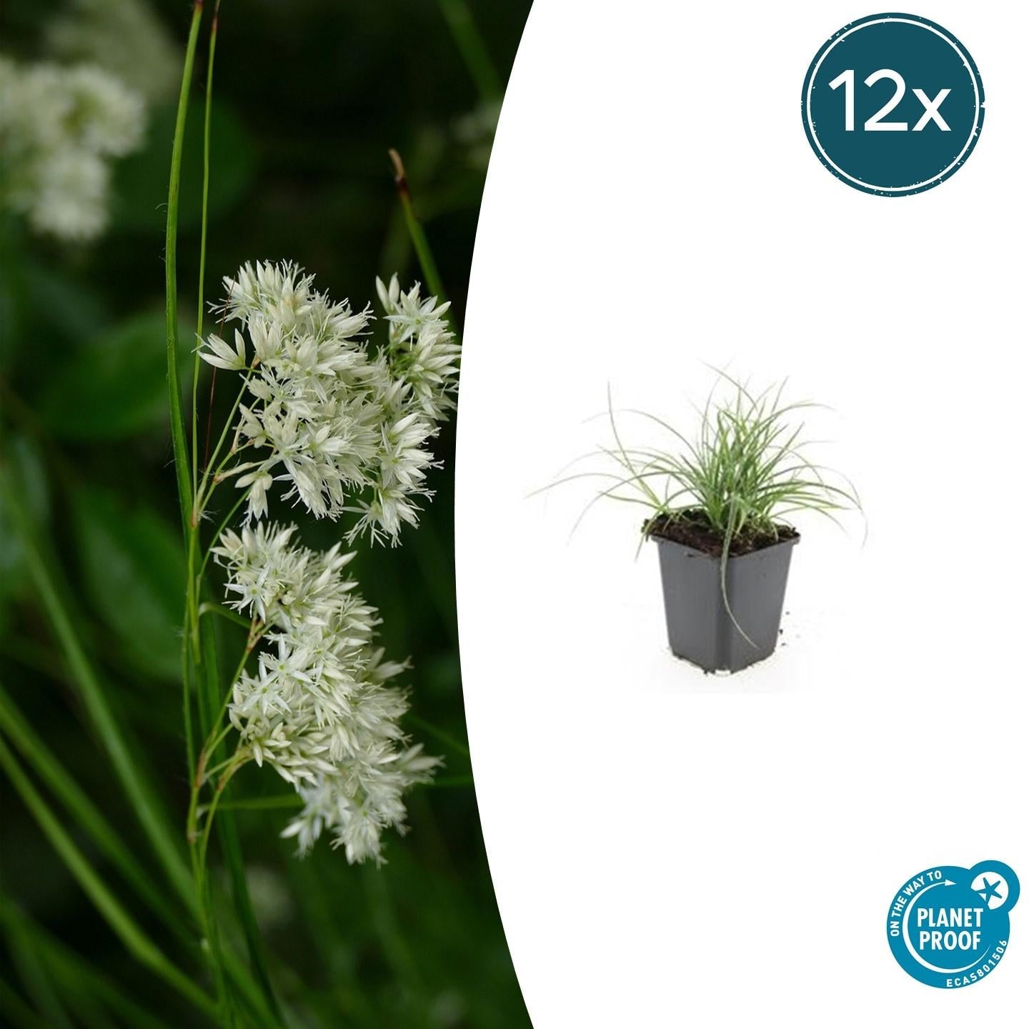 Image of Schneeweiße Hainsimse Luzula nivea – ↕10-25cm – Ø9cm – Schattige Beete & Steingarten-6