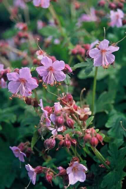 Image of Balkan – Storchschnabel – Geranium macrorrhizum – Winterhart – Duftende Blätter – Ø9cm ↕10-25cm