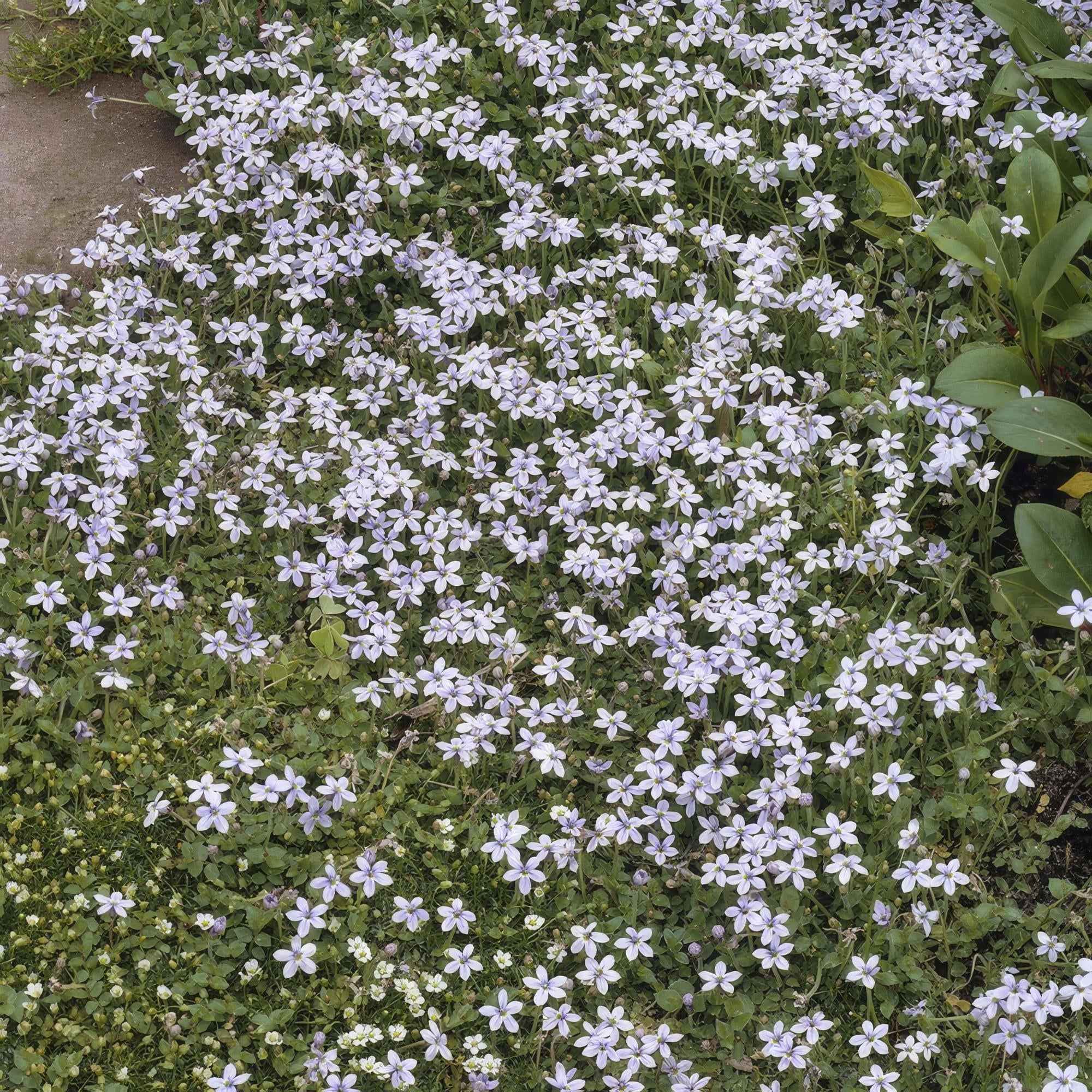 Image of Blauer Bubikopf Isotoma fluviatilis – ↕10-25cm – Ø9cm – mit blauen Sternblüten