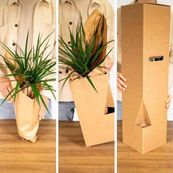 Image of Außenseiterbox Set für Urban Jungle, Fensterbank, Wohnzimmer & Büro-4