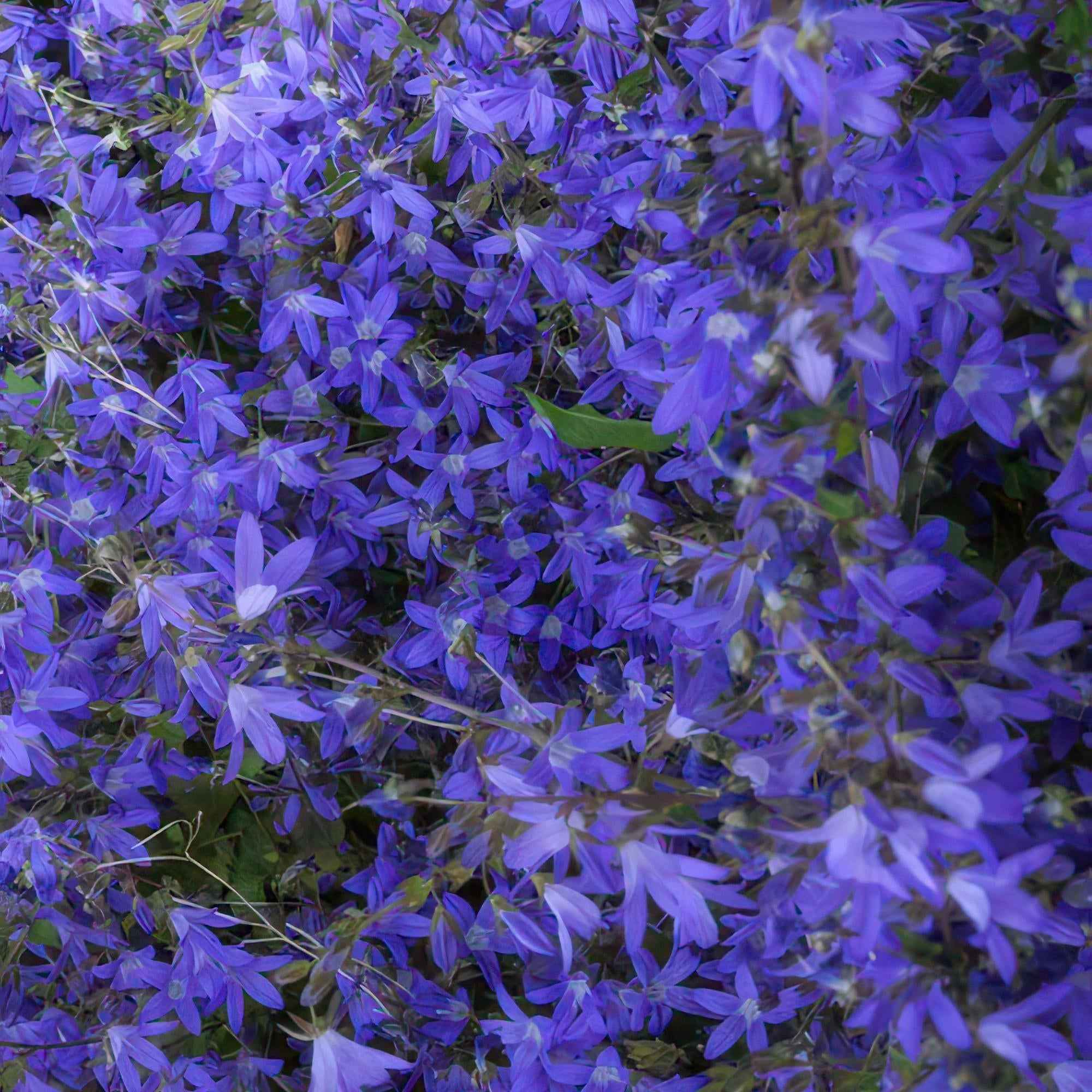 Image of Campanula poscharskyana 'Stella' – Hängepolster – Glockenblume – Blaue Blüten – ↕10-25cm – Ø9cm – Überhängend & pflegeleicht-1