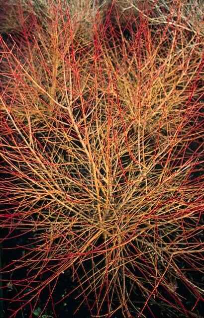 Image of Roter Hartriegel Cornus sang. 'Anny's Winter Orange' – ↕10-25cm – Ø9cm – Winterharte Sträucher – Leuchtend orange Zweige-4
