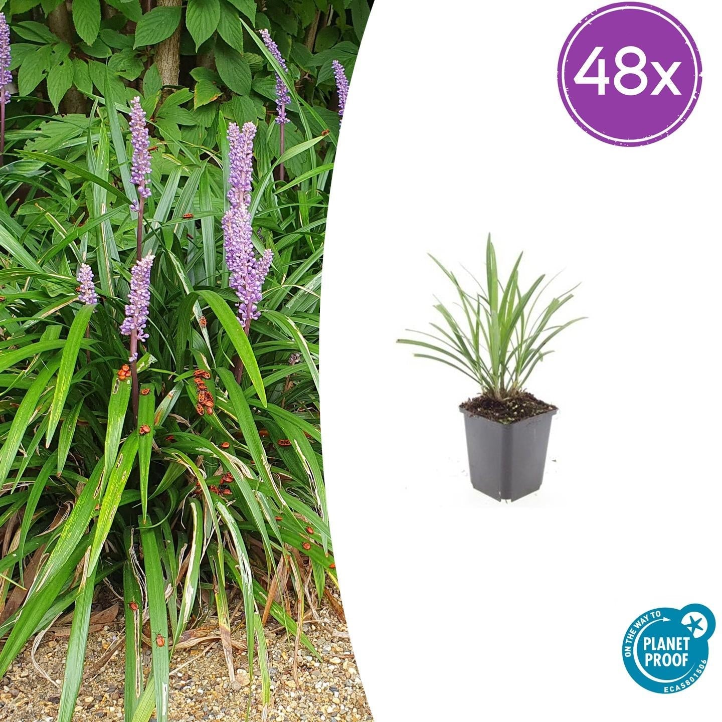 Image of Lilientraube Liriope muscari 'Ingwersen' – ↕10-25cm – Ø9cm –, Immergrün, Violette Blüten, Winterhart, Pflegeleicht-7