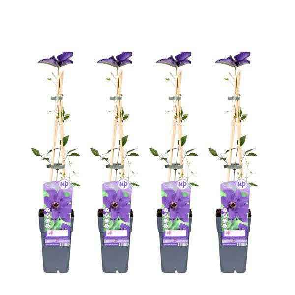 Image of Waldrebe – Clematis 'The President' – Ø15cm – ↕65cm – Kletterpflanze mit violetten Blüten für Garten & Pergola-0