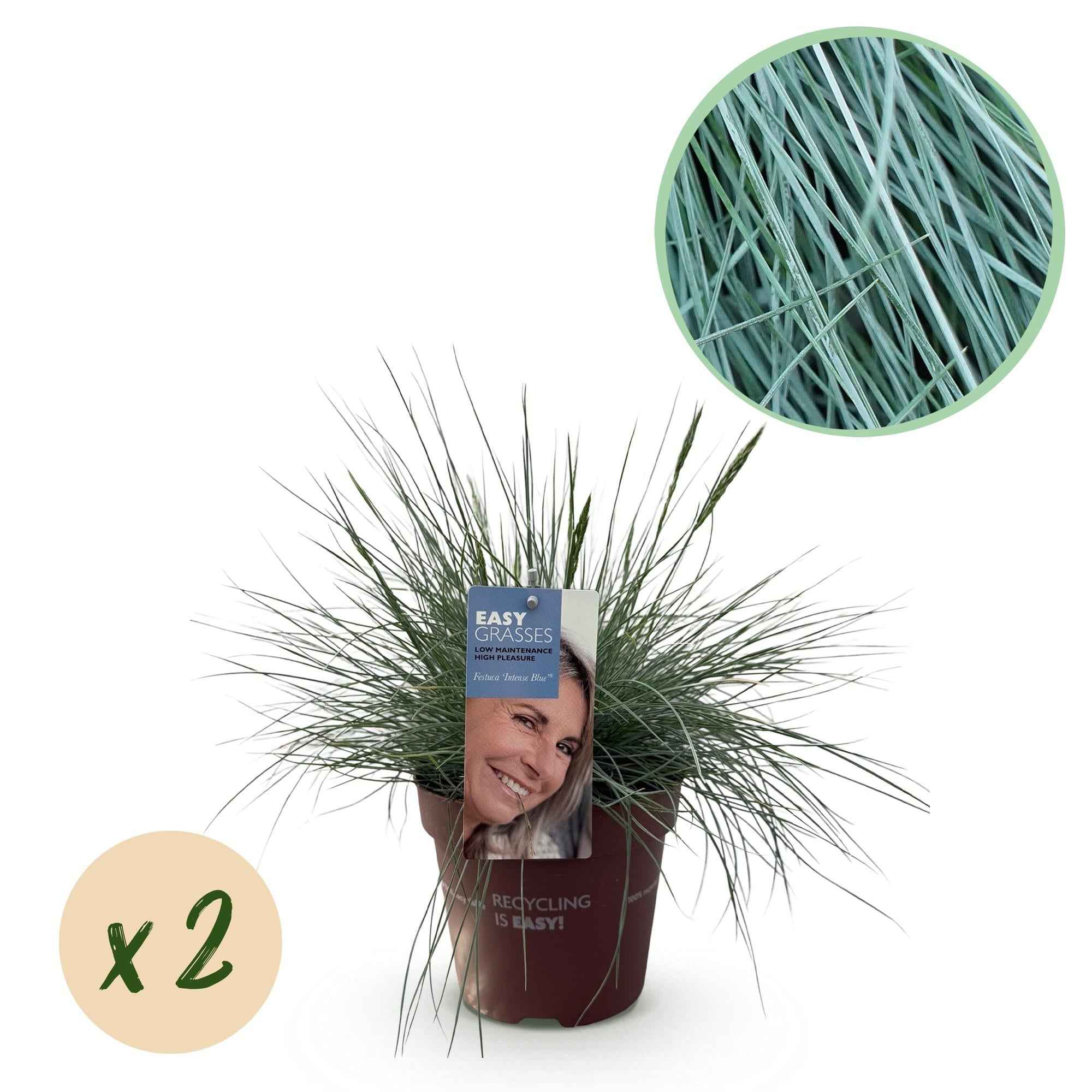 Image of Blauschwingel Festuca glauca Intense Blue – Ø17cm – Immergrün – Pflegeleicht – Blaugrüne Ziergras – Höhe ca. 50cm-1