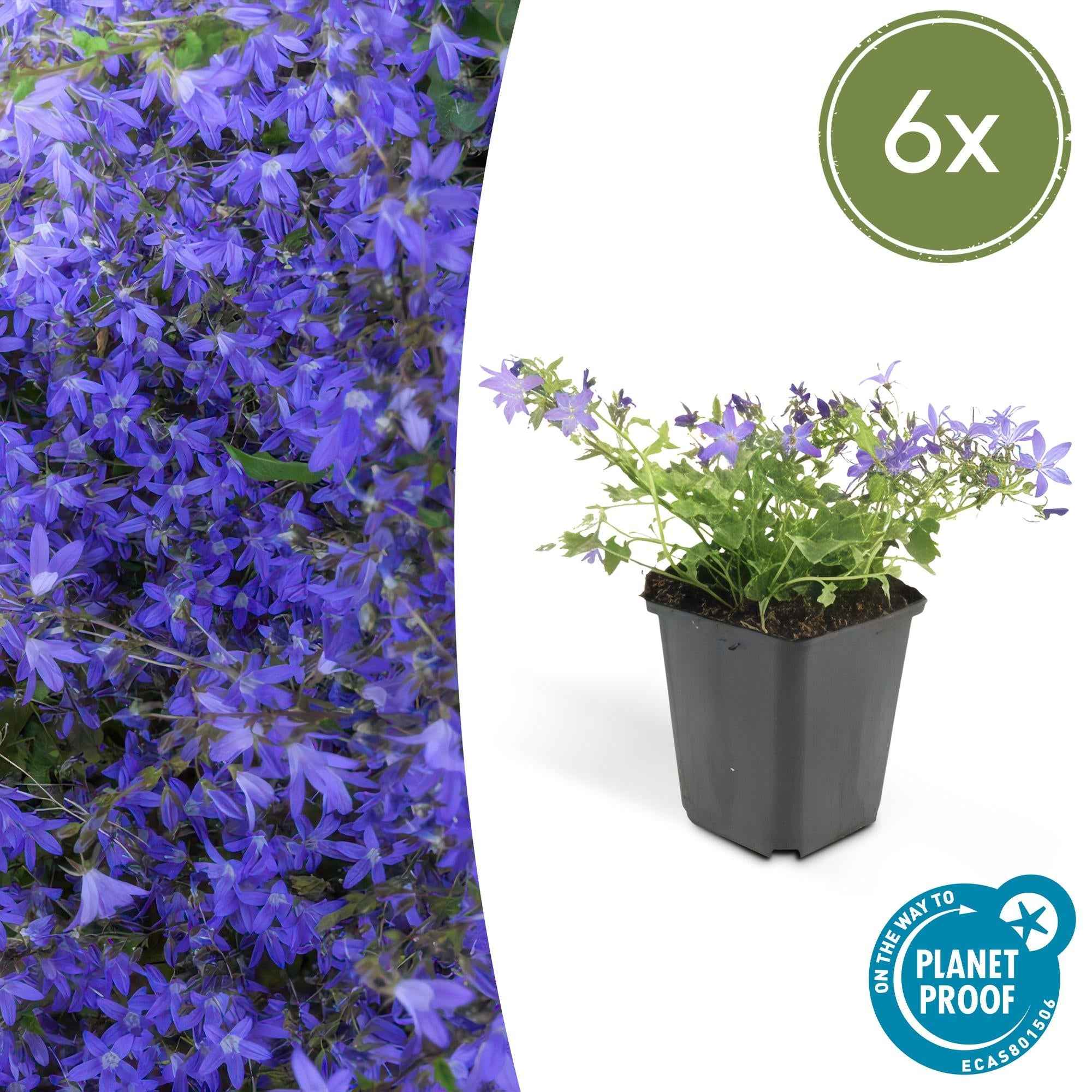 Image of Campanula poscharskyana 'Stella' – Hängepolster – Glockenblume – Blaue Blüten – ↕10-25cm – Ø9cm – Überhängend & pflegeleicht-2