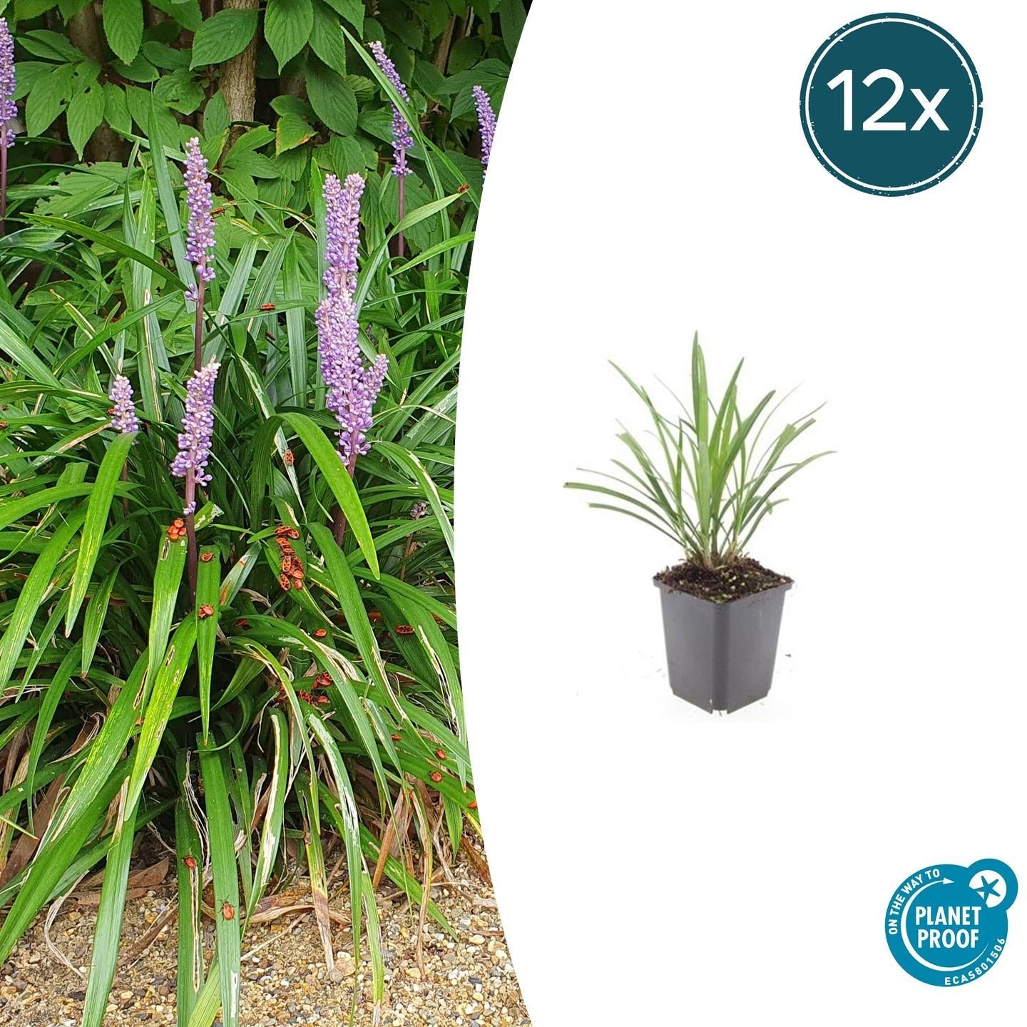 Image of Lilientraube Liriope muscari 'Ingwersen' – ↕10-25cm – Ø9cm –, Immergrün, Violette Blüten, Winterhart, Pflegeleicht-6