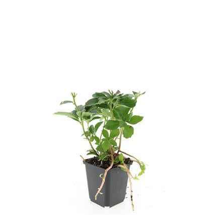 Image of Pachysandra terminalis – ↕10-25cm – Ø9cm – Immergrün – Bodendecker – Schatten – Pflegeleicht – Japanischer Ysander