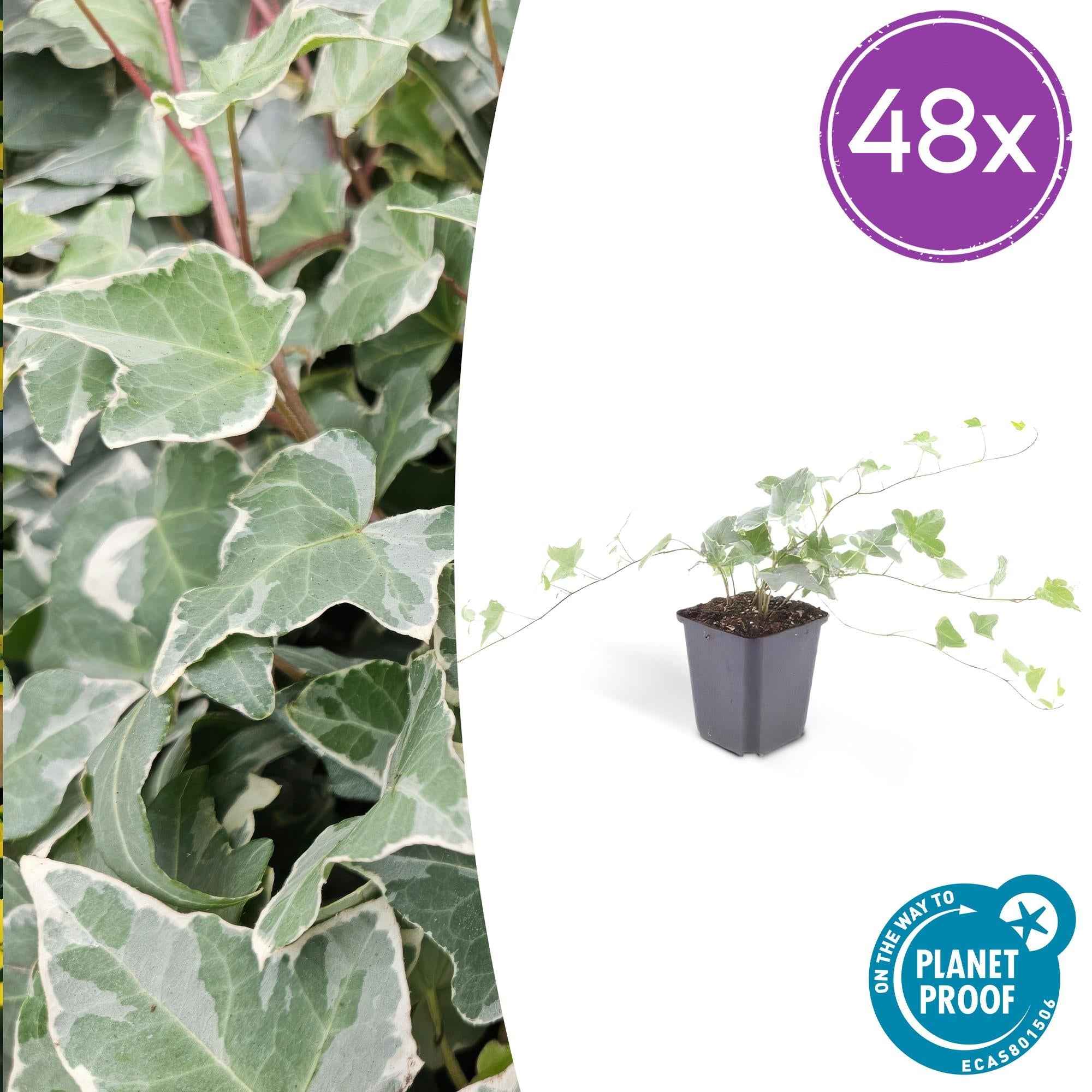 Image of Hedera helix 'Glacier' – Bunter Efeu – ↕10-25cm – Ø9cm – Immergrüner Kletter – & Bodendecker – Pflegeleicht & winterhart-0