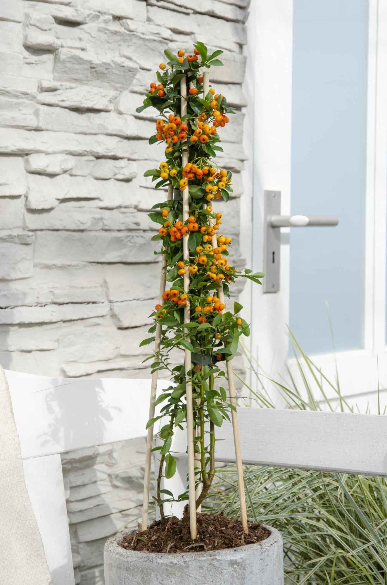 Image of Feuerdorn Pyracantha 'Orange Glow' – Kletterstrauch – Ø15cm – ↕65cm – Frosthart, immergrün, leuchtend orange Beeren-3