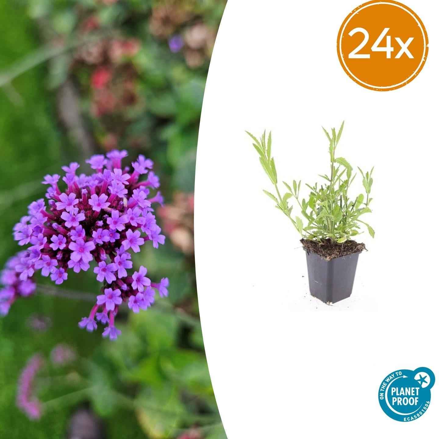 Image of Verbena bonariensis – ↕10-25cm – Ø9cm – Patagonisches Eisenkraut – Luftige Staude, bienenfreundlich & winterhart