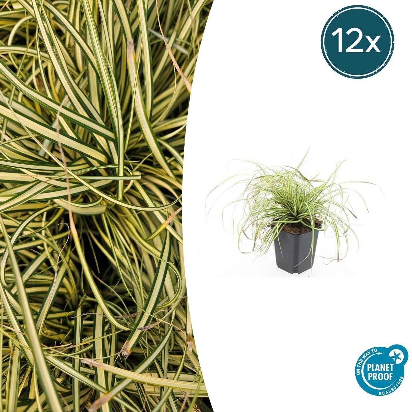 Image of Gold Segge Carex oshimensis 'Evergold' – ↕10-25cm – Ø9cm – Immergrün – Pflegeleicht – Schattentauglich