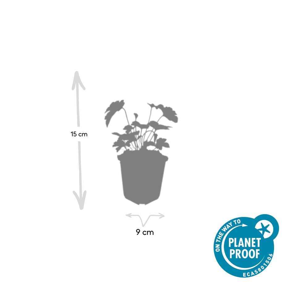 Image of Filzige Herbst – Anemone – Anemone tom. 'Robustissima' – ↕10-25cm – Ø9cm – Bienenfreundliche, purpurblaue Staude für Beete & Rabatten-3