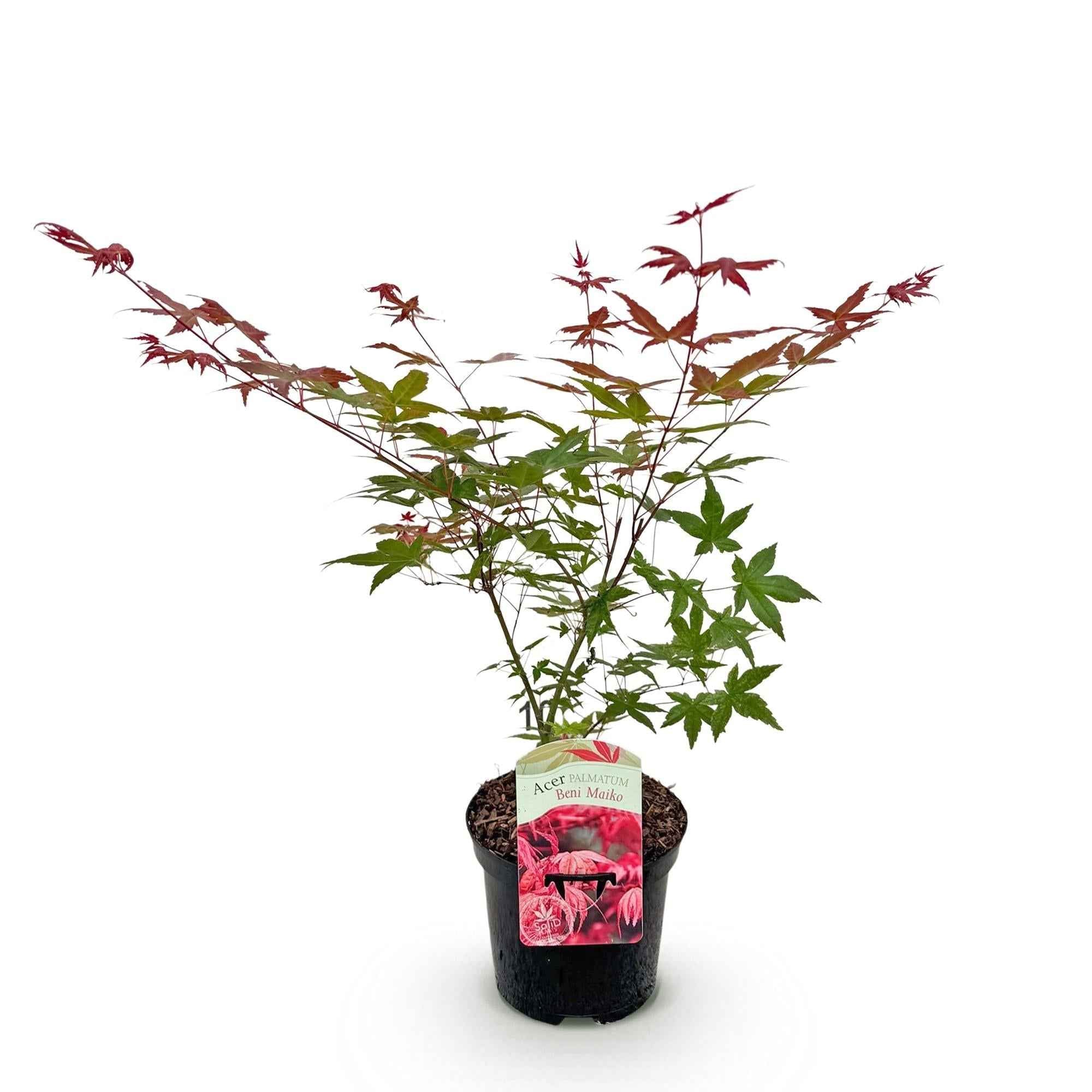Image of Japanischer Ahorn Acer palmatum Beni Maiko – Rote Balkonpflanze – Ø19cm – Höhe ca. 70cm – Kompakter Zierahorn für Beet & Terrasse-2