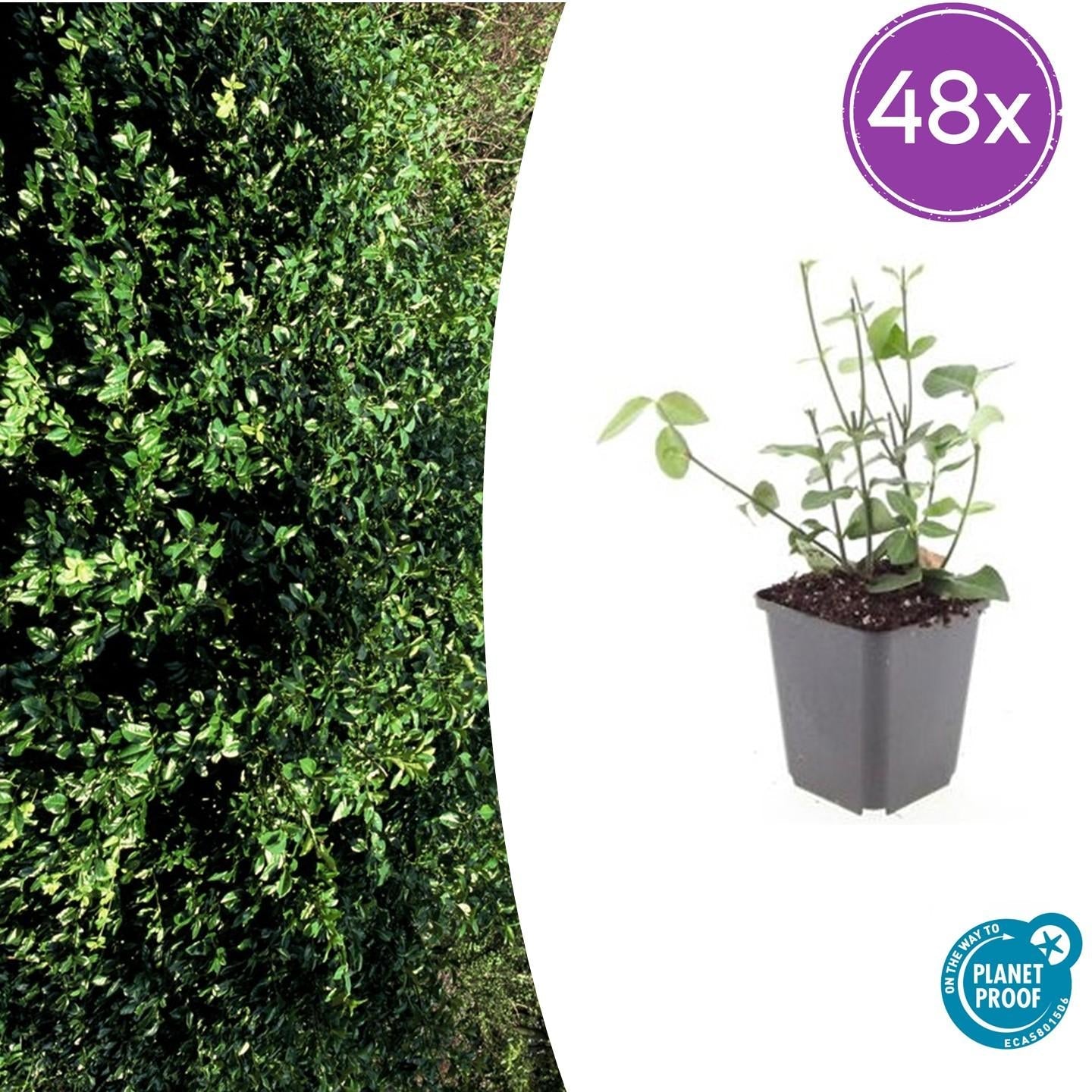 Image of Purpur – Kriechspindel Euonymus fortunei 'Coloratus' – ↕10-25cm – Ø9cm – & Hecken-8