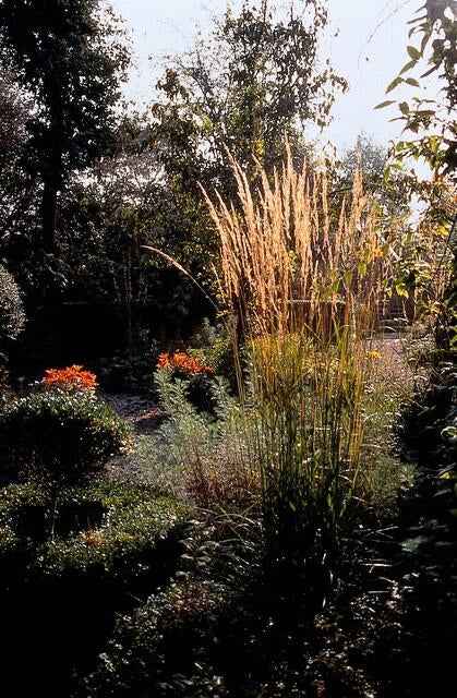 Image of Sandrohr – Calamagrostis acutiflora 'Karl Foerster' – ↕10-25cm – Ø9cm – winterhartes Ziergras, aufrecht wachsend-1