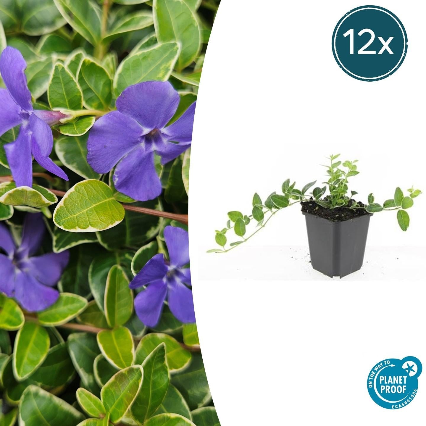 Image of Kleinblättriges Immergrün Vinca minor 'Ralph Shugert' – ↕10-25cm – Ø9cm – Lavendelfarbene Blüten – Immergrün & pflegeleicht-6