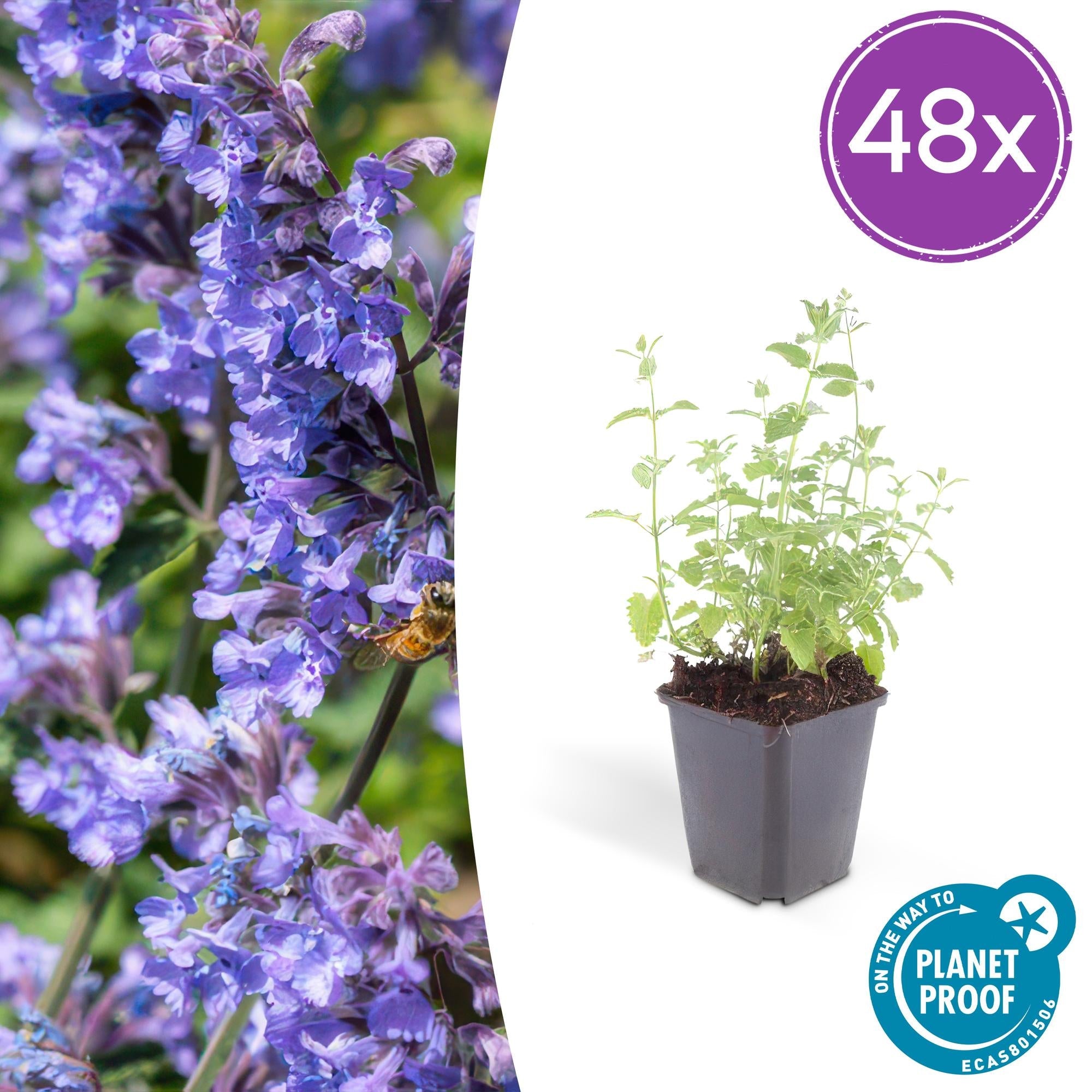 Image of Katzenminze – Nepeta 'Six Hills Giant' – ↕10-25cm – Ø9cm – Lila – blühende Staude – Bienen & Schmetterlinge – Sonnig & Pflegeleicht-6