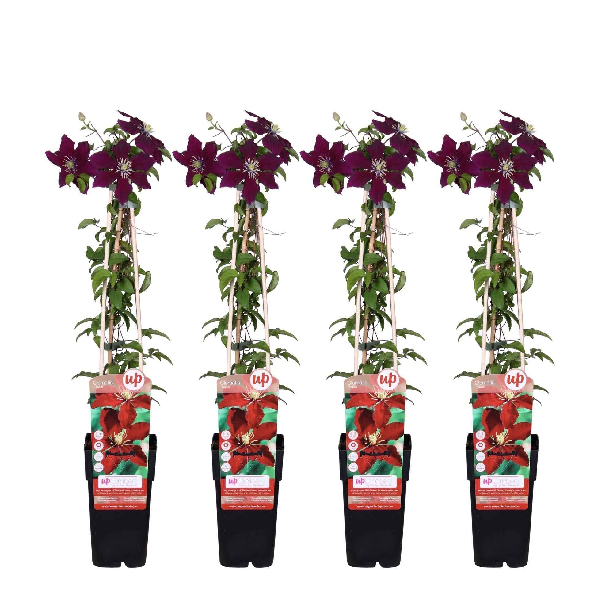 Image of Waldrebe – Clematis Niobe – Winterharte Kletterpflanze mit roten Blüten – Ø15cm Topf – Ca. 65cm hoch – Blüte Mai bis September-0