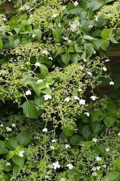 Image of Kletter – Hortensie Hydrangea petiolaris Kletterpflanze Ø15cm ↕65cm – winterharte Pflanze für Garten, Balkon, Terrasse, Kübel & Beet online kaufen-3