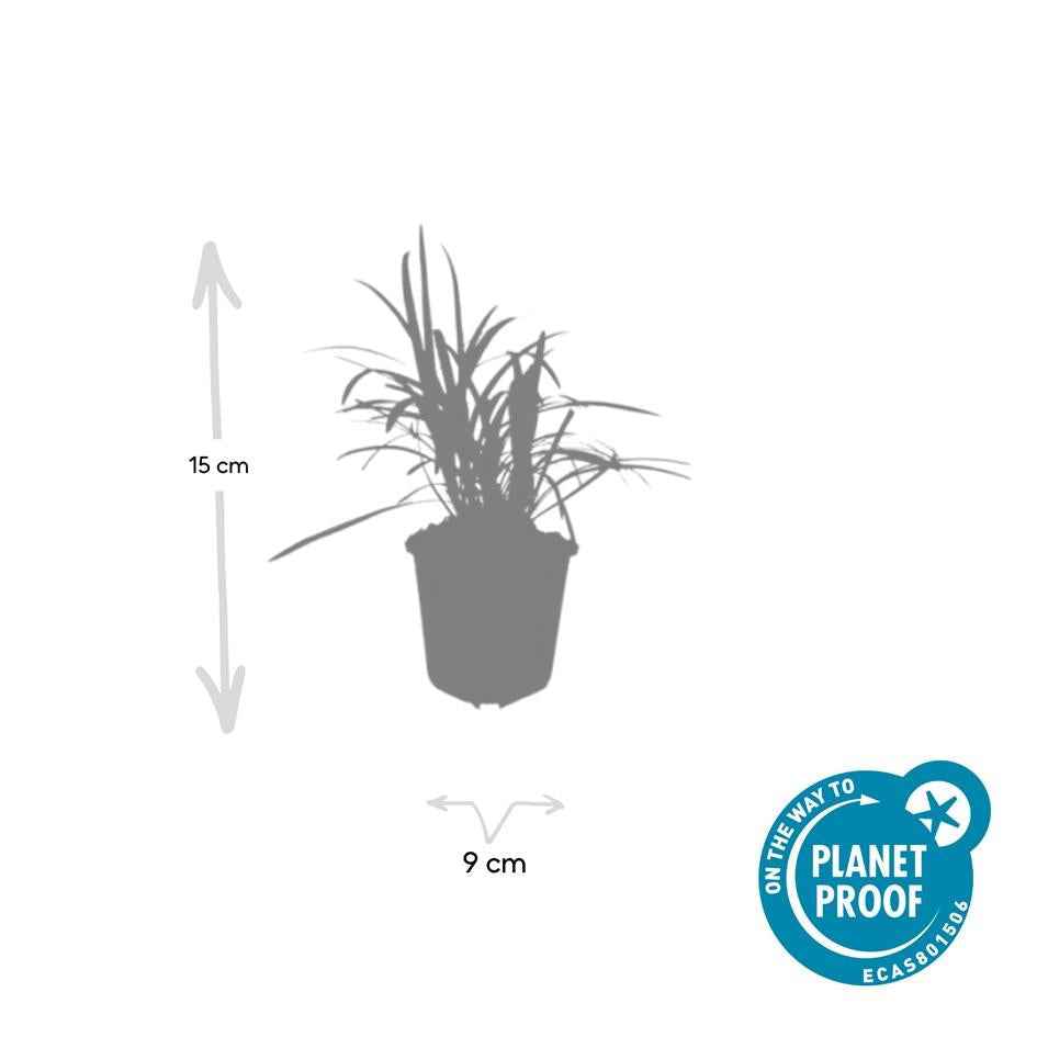 Image of Glöckchentraube Liriope muscari 'Moneymaker' – ↕10-25cm – Ø9cm –, Violette Blüten, Pflegeleicht-4
